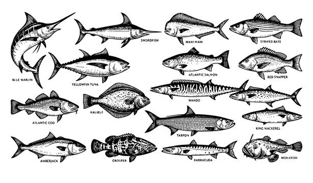 Antique engraved ocean fish vector set for seafood branding and fishing designs