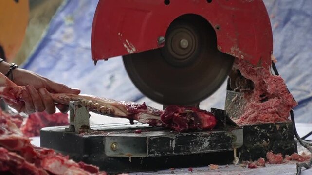 An electric bone saw machine chopping thick beef bones and raw ribs during Islamic Eid al Adha. Close-up of butcher hand slicing hard sacrificial animal bones for qurban meat division process.