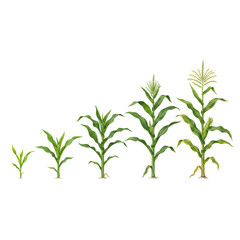 Fototapeta premium Growth stages of corn plants isolated on transparent background