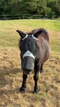 Domestic horse wearing protective black mesh fly mask against insects on pasture
