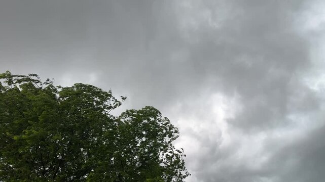 Low angle view of tree branches and dark storm clouds in motion during a summer thunderstorm in the American midwest