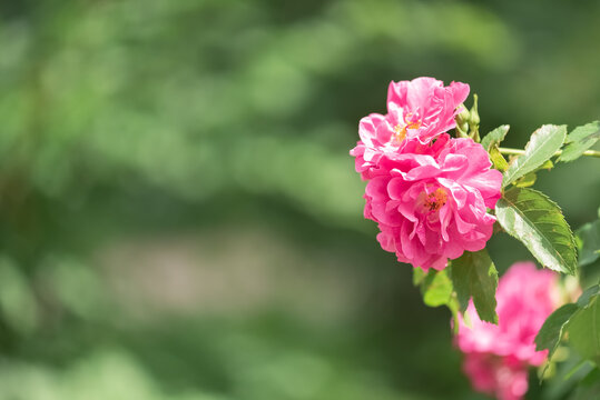 Pink rose hips flowers in sunlight, selective focus, copy space, beauty of nature