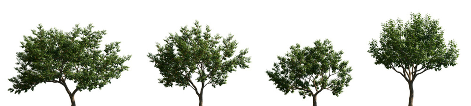 Set of Armeniaca vulgaris (known as Prunus armeniaca) frontal set street trees isolated png in sunny daylight on a transparent background perfectly cutout