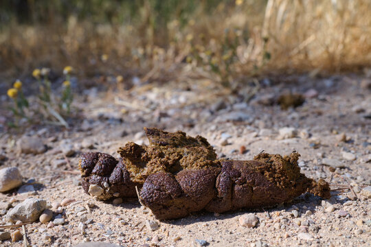 close-up of a dog's poop
