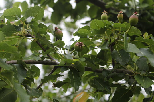 ripe figs on tree