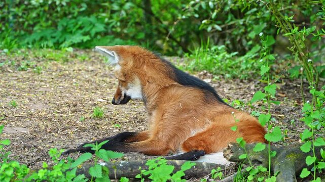 he Maned Wolf, Chrysocyon brachyurus is the largest canid of South America 