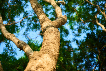 Fototapeta premium Low angle view of large tree trunk with green leaves and blue sky background