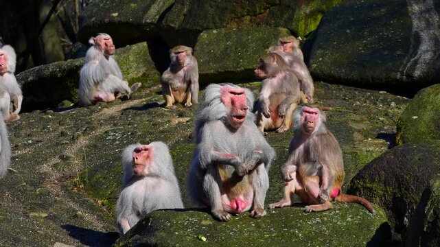 The hamadryas baboon sitting on a rock and looking around.  Papio hamadryas is a species of baboon