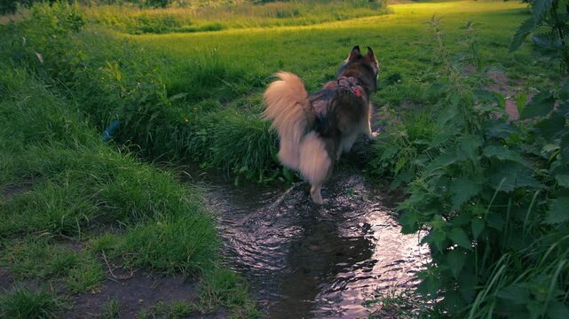 Husky dog plays in freshwater spring rippling water