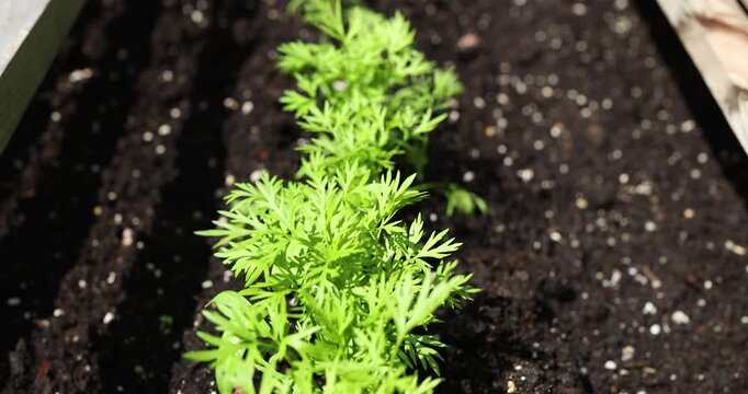 Top view of young green carrot seedlings growing in straight row in dark fertile soil. High angle shot of organic vegetable sprouts in garden bed under bright natural sunlight. Clean agriculture