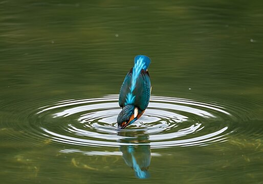 Common Kingfisher Dives into Water Searching for Fish