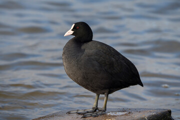 Eurasian coot portrait, Fulica atra full view of a bird © nexusby