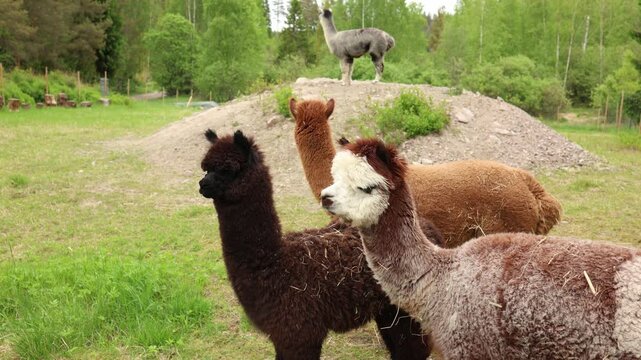 calm llamas standing together in a green pasture showcasing peaceful animal behavior and a relaxed rural farm atmosphere