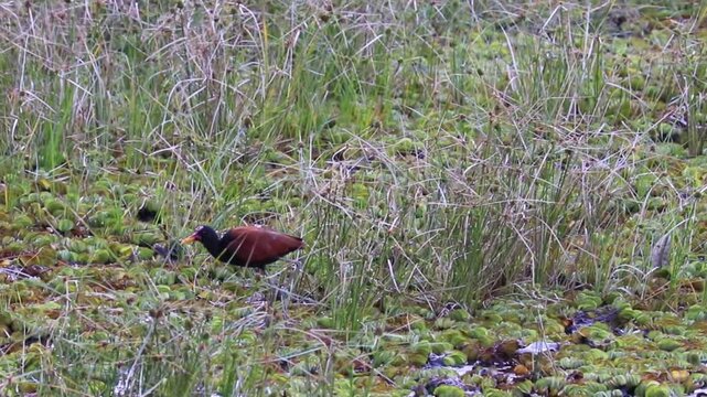 Wattled Jacana on the lake.	