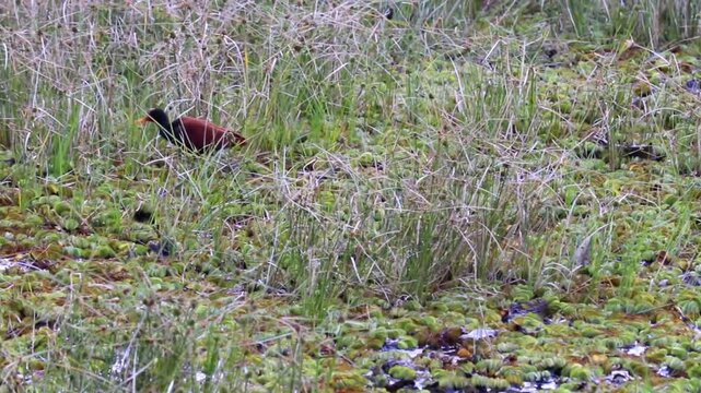 Wattled Jacana on the lake.	