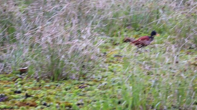 Wattled Jacana on the lake.	