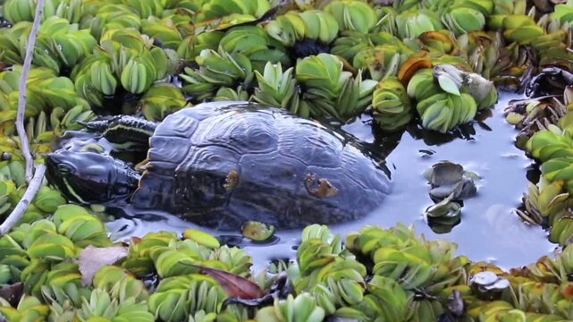 A turtle swimming peacefully in the lake.	