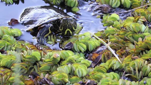 A turtle swimming peacefully in the lake.