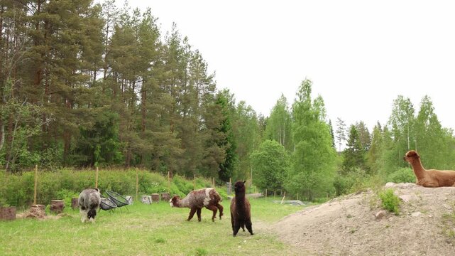 llama playfully running down a hillside surrounded by other llamas in a rural landscape energetic animal behavior and social interaction in a natural farm environment