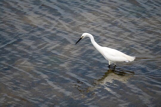 close up portrait of Egret egretta garzetta wading in the sea