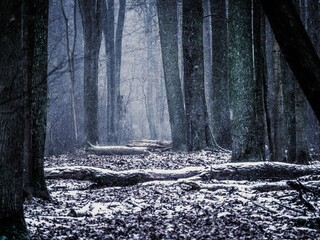 Mroczny las w zimowej lub późnojesiennej scenerii z leżącymi, powalonymi pniami drzew. Tajemnicza, zamglona atmosfera, pierwszy śnieg i opadłe liście. © Henryk Niestrój