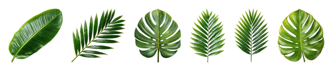 Obraz premium PNG Tropical leaves in a row on transparent background
