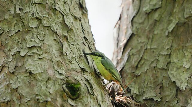 Eurasian Nuthatch Catching and Eating Insect from Tree Bark 4k