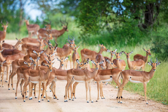 A large herd of alert impalas standing on a dirt road in the bushveld of Kruger National Park, South Africa.