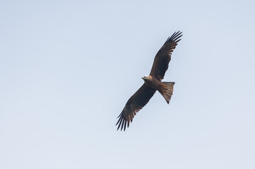 Fototapeta premium Photograph of a bird of prey (Buteo buteo) flying with open wings
