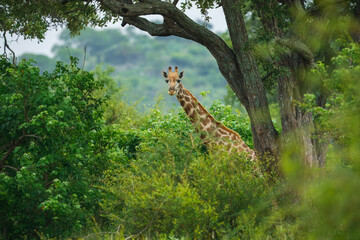 South African giraffe (Giraffa camelopardalis giraffa) standing amidst lush green bushveld vegetation
 © Miroslav Srb