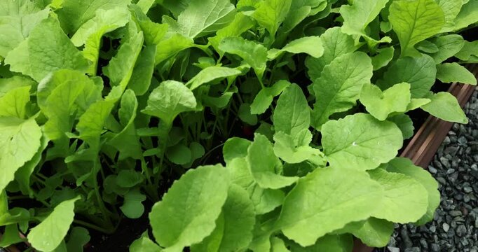 Top view of fresh green radish leaves growing densely in brown wooden planter box. High angle shot of organic vegetable seedlings in raised garden bed container on gravel backyard surface. Clean