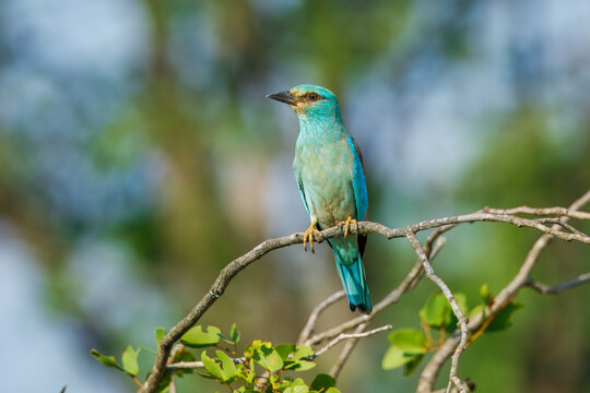 A colorful European roller perched on a bare branch in Kruger National Park, South Africa.