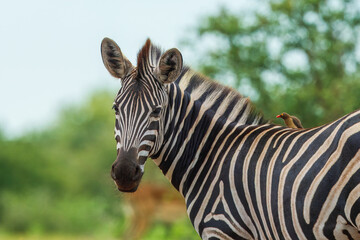 Fototapeta premium Plains zebra (Equus quagga) standing in tall green grass in the African savannah, side profile view.