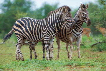 Obraz premium Plains zebra (Equus quagga) standing in tall green grass in the African savannah, side profile view.