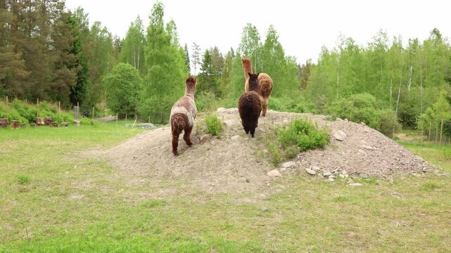 three llamas playfully running uphill together in a rural pasture showcasing energetic animal behavior social interaction and farm life in a natural environment