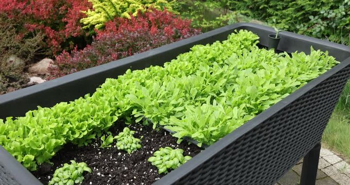 High angle view of fresh green lettuce arugula and basil seedlings growing in black plastic container. Raised garden bed planter box filled with organic vegetable sprouts in dark fertile soil on