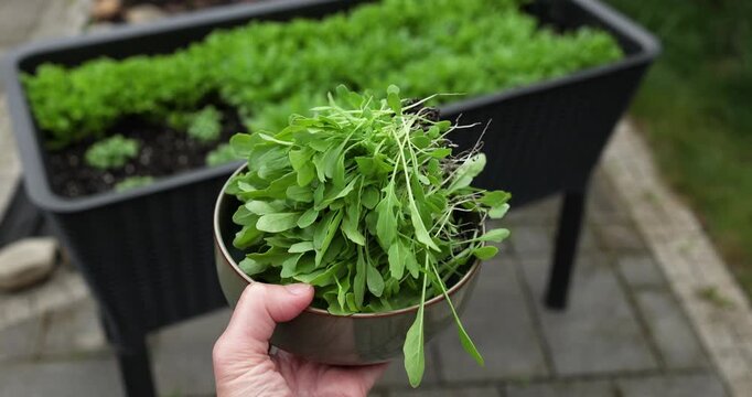 Person holding ceramic bowl filled with fresh harvested green arugula sprouts on backyard patio. Close up shot of organic salad seedlings with roots in hand on blurred planter background. Healthy raw