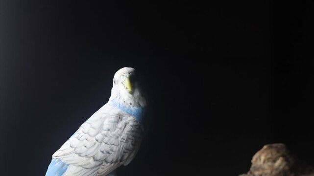 blue and white parakeet in a black room