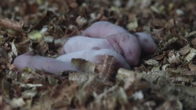 five baby mice are gathering