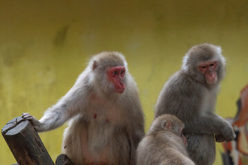 Fototapeta premium Japanese monkeys in captivity in a nature reserve park
