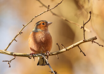 Obraz premium Male chaffinch sitting on a tree branch in autumn