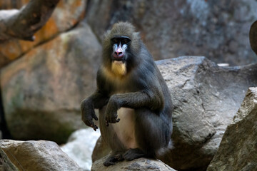 Fototapeta premium Portrait of a mandrill monkey on a rock