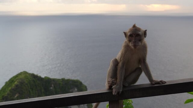 4K close up of a wild long-tailed macaque monkey sitting on a railing