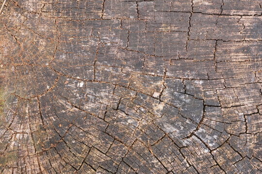 Earthy Brown and Charcoal Cracked Wood Tree Stump Cross-Section Texture Background Rough Dry Organic Surface with Visible Grain and Radial Patterns for Copy Space