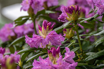 Fototapeta premium Purple Rhododendron Flowers With Rain Drops On Garden Blooms In Spring Close-Up