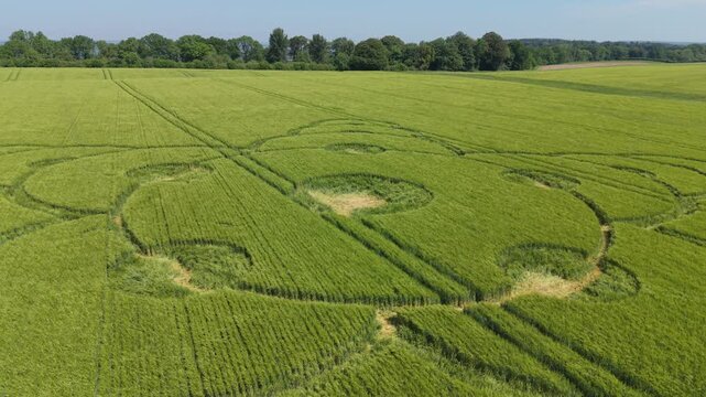 Aerial footage of a mysterious, intricate, geometric crop art, crop circle formation in a barley field near King Alfred's Tower, Jack's Castle Plantation, Somerset, England, UK; 8 May 2026