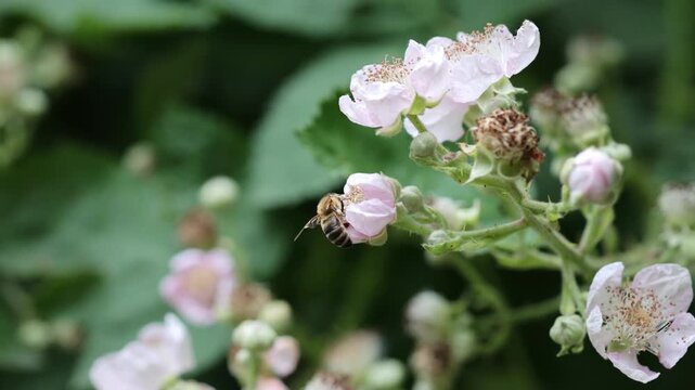 Honey bee pollinating blackberry flower in spring garden