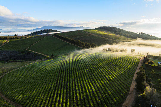Aerial view of lush green vineyards on rolling hills with morning mist and mountains under a clear sky Stellenbosch, Western Cape, South Africa.