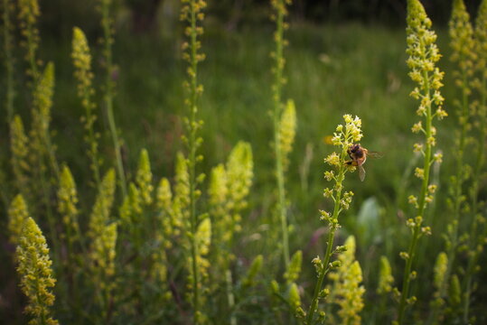 Barnack, Cambridgeshire, England, UK - June 16 2026: Barnack Hills and Holes Nature Reserve - Honey Bee harvesting pollen from a Dyer's rocket, also known as Reseda luteola flower