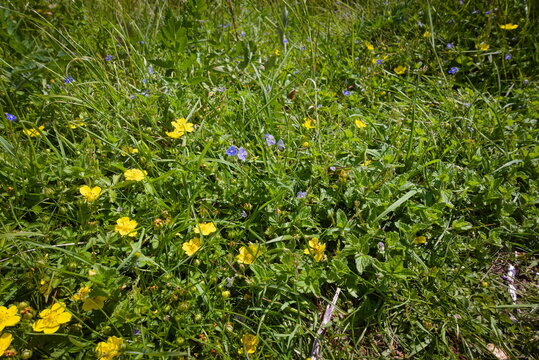 Barnack, Cambridgeshire, England, UK - June 16 2026: Barnack Hills and Holes Nature Reserve - Yellow buttercups and purple wildflowers covering the meadow